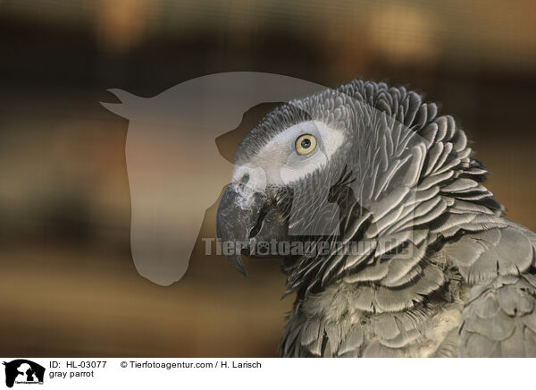 Graupapagei / gray parrot / HL-03077