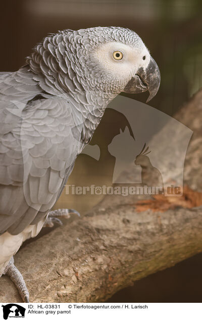 Graupapagei / African gray parrot / HL-03831