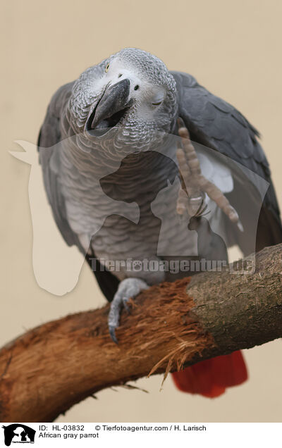 African gray parrot / HL-03832