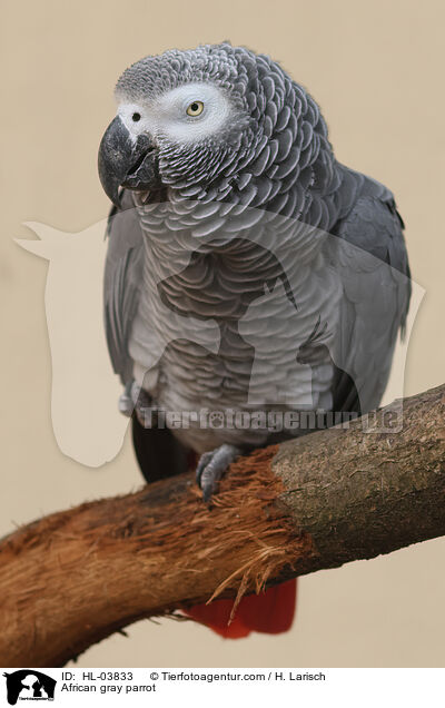 Graupapagei / African gray parrot / HL-03833