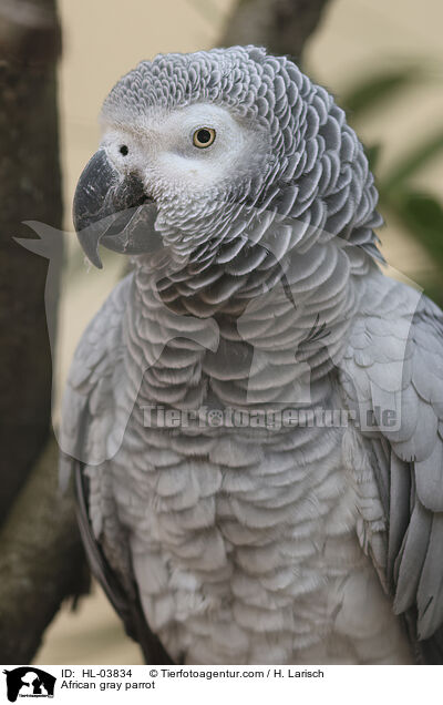 African gray parrot / HL-03834