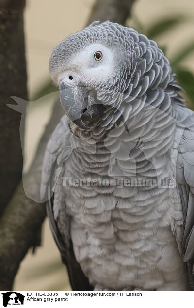 African gray parrot / HL-03835