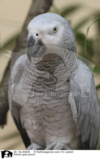 African gray parrot / HL-03836