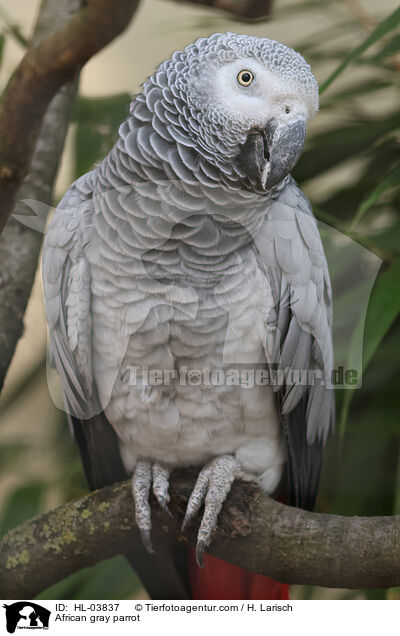 Graupapagei / African gray parrot / HL-03837