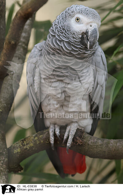 Graupapagei / African gray parrot / HL-03838