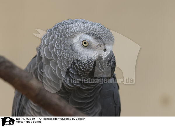 Graupapagei / African gray parrot / HL-03839