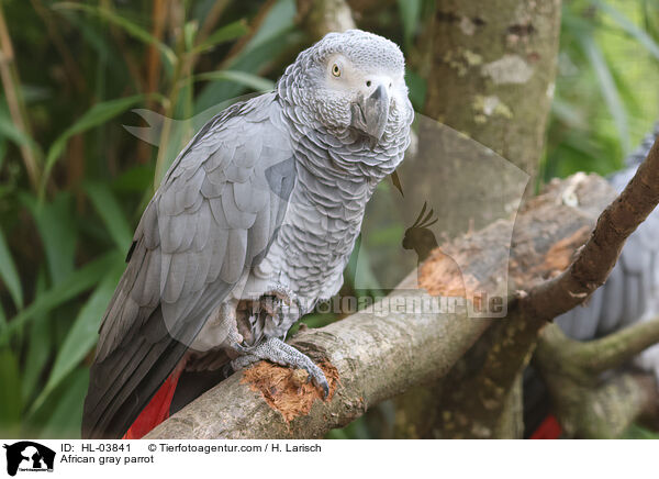 Graupapagei / African gray parrot / HL-03841