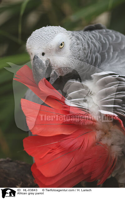 African gray parrot / HL-03843