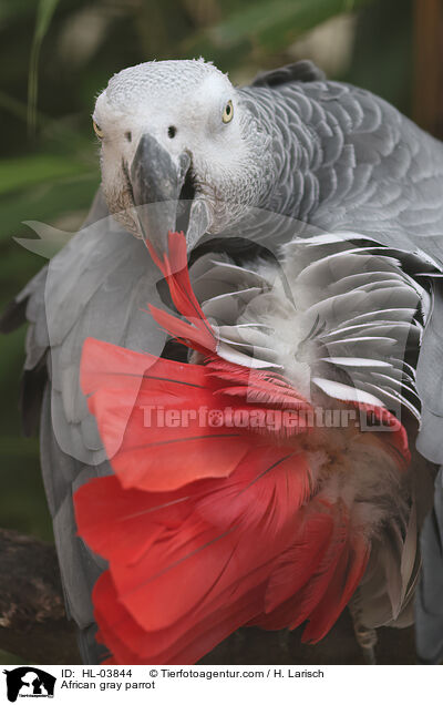 African gray parrot / HL-03844