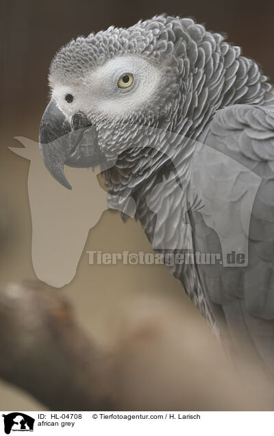 african grey / HL-04708