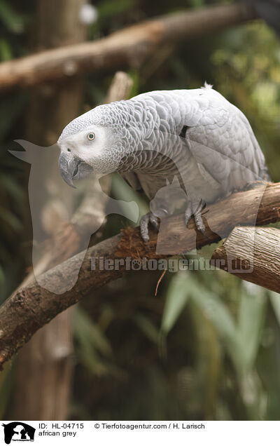 african grey / HL-04715