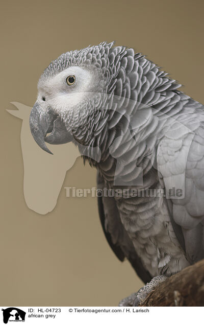 african grey / HL-04723