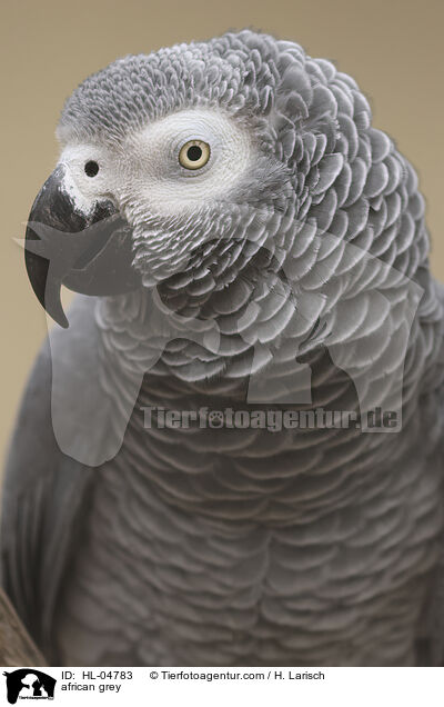 african grey / HL-04783
