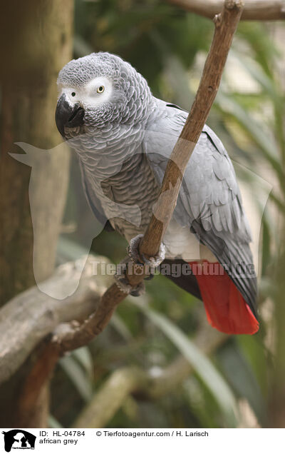 african grey / HL-04784