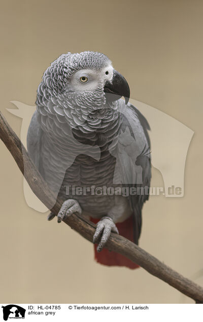 african grey / HL-04785
