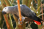 Grey Parrot