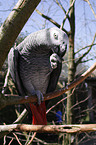 grey parrot