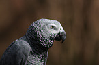 grey parrot portrait