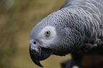 grey parrot portrait