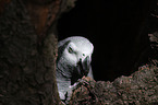 grey parrot