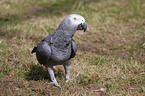 grey parrot