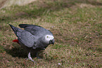 grey parrot