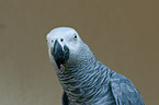 african grey parrot