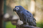 african grey parrot