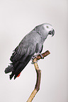 african grey parrot