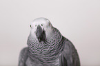 african grey parrot