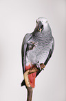 african grey parrot