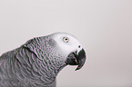 african grey parrot