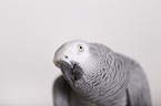 african grey parrot