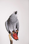 african grey parrot