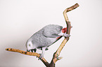 african grey parrot