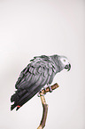 african grey parrot