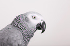 african grey parrot