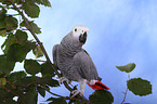 african grey parrot