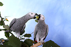 african grey parrots