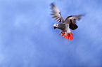 african grey parrot