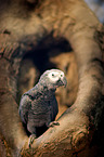 African gray parrot