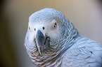 African grey parrot