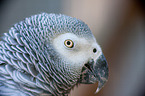 African grey parrot