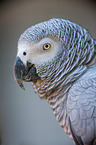 African grey parrot