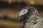 gray parrot