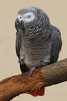 African gray parrot