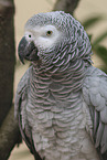 African gray parrot