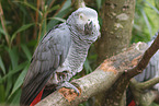 African gray parrot