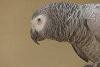 african grey