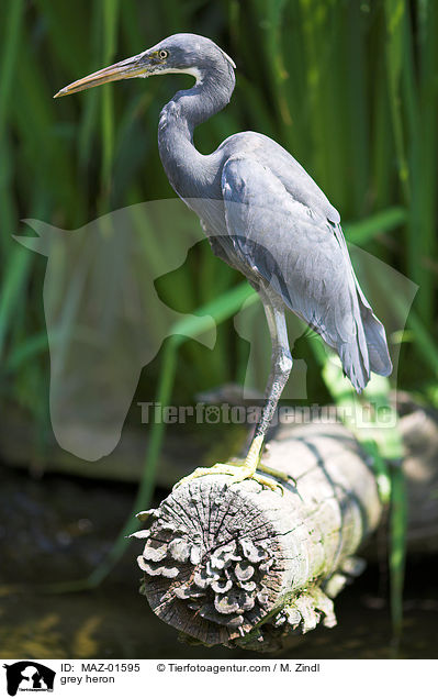 grey heron / MAZ-01595